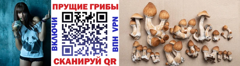 Галлюциногенные грибы GOLDEN TEACHER  darknet Telegram  Боровск 